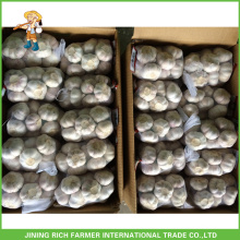 Acheter directement depuis la Chine Factory Cold Storage Garlic Fresh